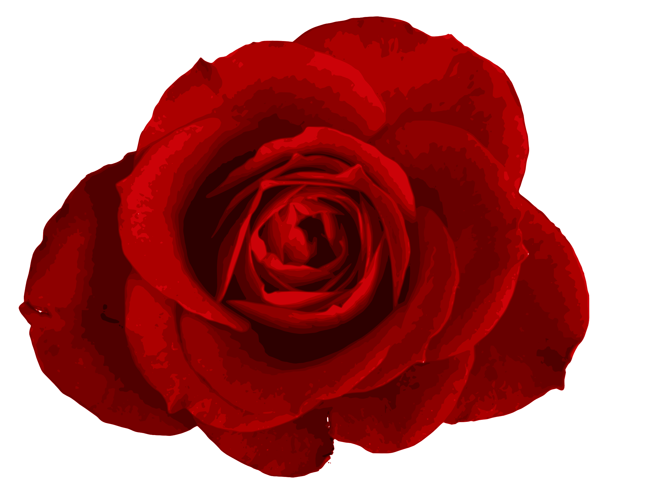A red Rose